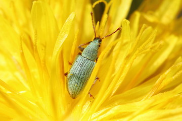 insecta, natur, käfer, makro, badgered, green, blume, tier, blatt, gelb, wild lebende tiere, sommer, close up, fliege, close up, bees, gering, pests, pflanze, close up, garden, frühling, wild, fauna, 