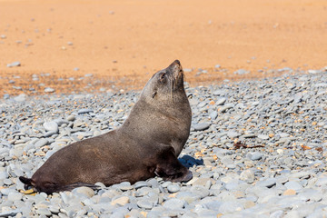 Sea lion at Bushy beach in New Zealand.