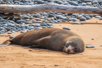Sea lion at Bushy beach in New Zealand.