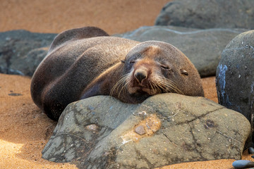 Fototapeta premium Sea lion at Bushy beach in New Zealand.