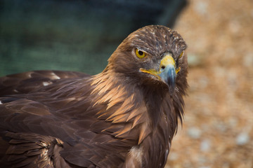 Golden Eagle