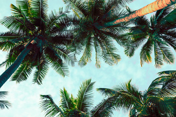 Beautiful coconut palm tree forest in sunshine day clear sky background silhouette with color tone effect. Travel tropical summer beach holiday vacation or save the earth, nature environmental concept