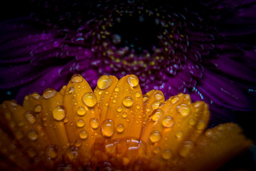 Macro shot of water drops on a flower