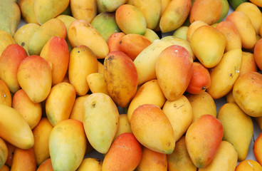  fresh mango in pile in the harvest season