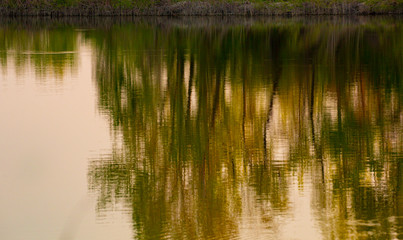 Fototapeta na wymiar Trees and reflections at lake's edge at sunset 