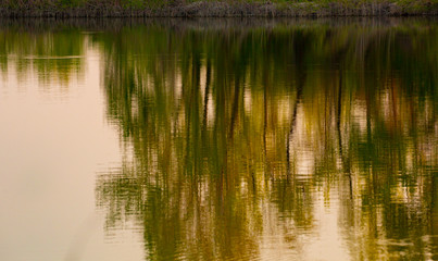 Trees and reflections at lake's edge at  sunset 