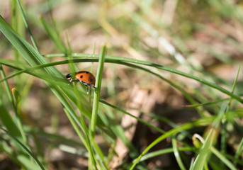 Close up macro of ladybug ladybird, ladybeetle on green blades of spring grass, selective focus, copy space