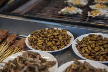 Fried caterpillar larvae in a street market. China.