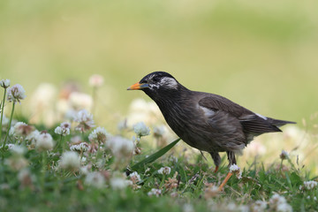 捕食中のムクドリ　ムクドリ　椋鳥　むく鳥　