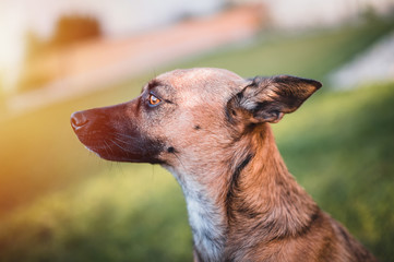 Brown dog portrait. Small dog by home. Blurred background.