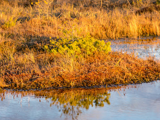 Nice landscape with evening and sunset over the bog lake, crystal clear lake and peat island in the...