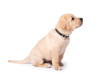 Adorable labrador puppy sitting on a white background