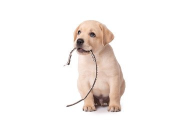 Adorable labrador puppy playing with his collar on a white background