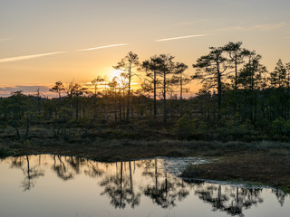 Colorful evening and sunset over the bog lake, crystal clear lake and bog in the evening, reflections on the water. Pine in the background.