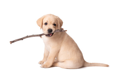 Labrador puppy playing with a stick on a white background - 346086168
