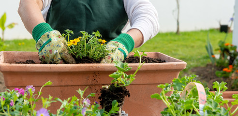 close up of hands of woman potting flowers