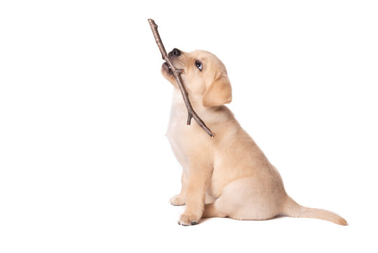 Labrador puppy playing with a stick on a white background - Powered by Adobe