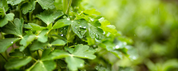 Fototapeta na wymiar water drops on green leaf. green grass after the rain.