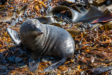 Sea lion at Katiki reserve in New Zealand