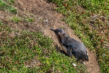 Blue penguin at Katiki reserve in New Zealand