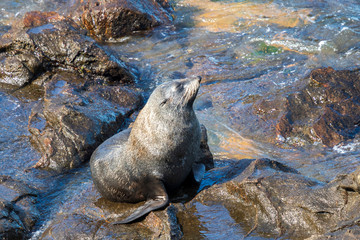 Sea lion at Katiki reserve in New Zealand