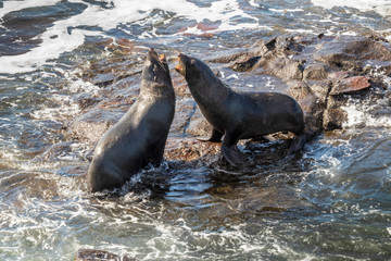 Sea lion at Katiki reserve in New Zealand
