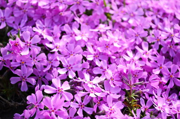 The phlox is awl-shaped pink. Flower vegetable background vertically. Close up. Macro.