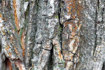 Old rustic wooden surface. Boards for background and construction. Brown texture.