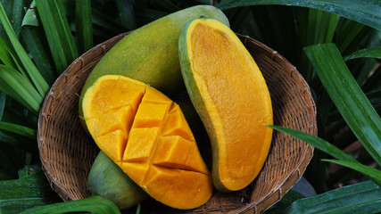 Mango tropical fruit in wooden basket put on green leaf background