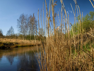 Obraz premium landscape with a small wild river bank, the first spring greenery, last year's reeds, tree reflections in the water