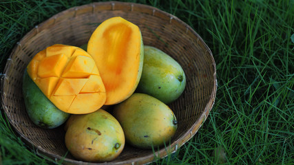 Mango tropical fruit in wooden basket put on green leaf background