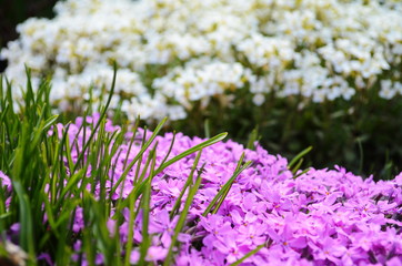 Obraz premium The phlox is awl-shaped pink. Flower vegetable background vertically. Close up. Macro.