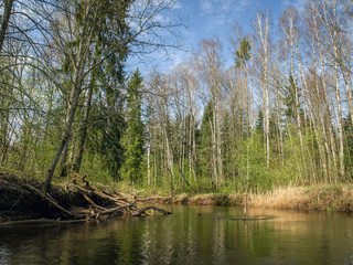 Obraz premium landscape with a small wild river bank, the first spring greenery, last year's reeds, tree reflections in the water