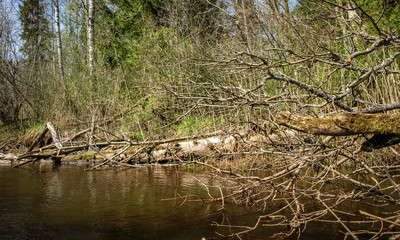 Fototapeta na wymiar landscape with a small wild river bank, the first spring greenery, last year's reeds, tree reflections in the water