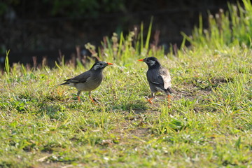 捕食中のムクドリ　ムクドリ　椋鳥　むく鳥　