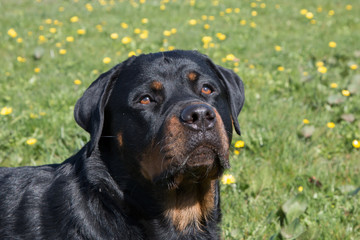 Fototapeta premium Rottweiler with grass background 