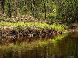 the first green plants in spring, bright green contrast with gray