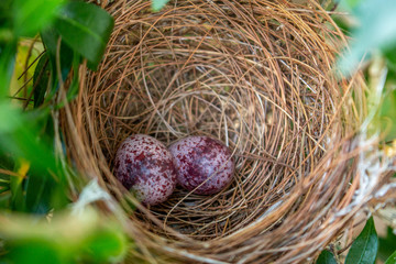 Two warbler eggs in the tree's nest.