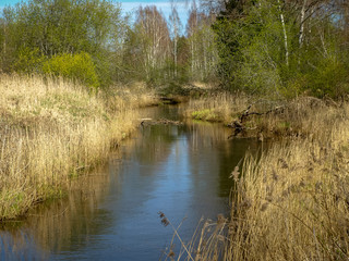 Obraz premium landscape with a small wild river bank, the first spring greenery, last year's reeds, tree reflections in the water