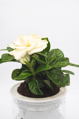 Naklejka na ściany i meble Indoor small green plant in pot on the desk
