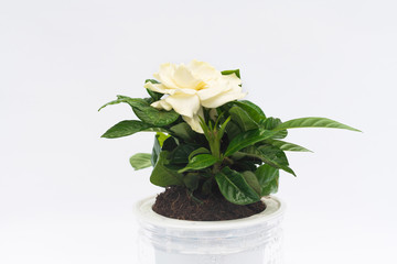 Indoor small green plant in pot on the desk