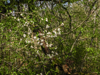 Fototapeta na wymiar white spring flowers on a blurred background