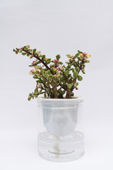 Indoor small green plant in pot on the desk