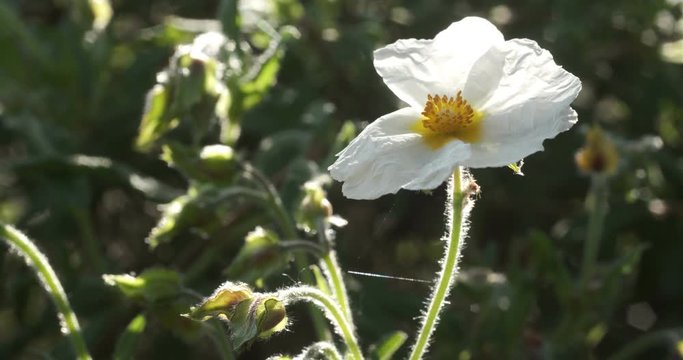 White cistus flowers in a Ligurian garden. Macro shot of flowering with small plant roses typical of the Mediterranean climate with crumpled petals.