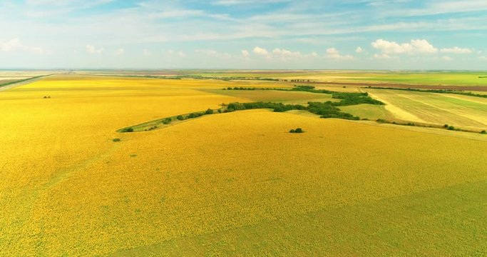 Aerial view of the sunflower field sunny day. Flight over the sunflower field