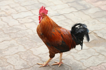 Cock Rooster