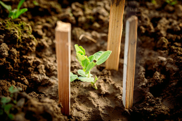 planting vegetables on the beds. Hands of a farmer girl plant fresh vegetables in the ground. Care,...