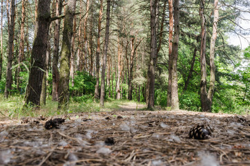 Pine forest. bare trunks of pines