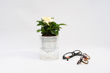 Indoor small green plant with eyeglasses on white background
