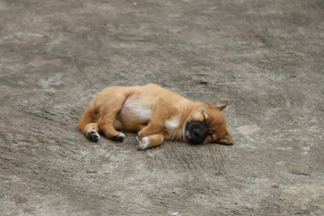 Sleeping puppy dog